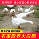 歸隱（GUIYIN） 農(nóng)家散養(yǎng)大白鵝大鵝 嫩鵝 殺后5-6斤 土鵝肉 新鮮現(xiàn)殺鵝肉