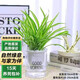 泰西絲金邊吊蘭綠植盆栽室內(nèi)辦公室水培植物桌面擺件+早安盆 源頭直發(fā)