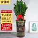 綠韻花田【兩小時達(dá)】發(fā)財樹金錢樹散尾葵天堂鳥大型室內(nèi)開業(yè)送禮好養(yǎng)綠植 金錢樹