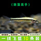 活體寵物一線飛狐魚活體 熱帶觀賞淡水寵物草缸工具除絲毛藻油膜黑毛藻 一線飛狐（2-3CM）10條裝