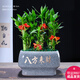 幼薇節(jié)節(jié)高富貴竹植物客廳轉(zhuǎn)運(yùn)綠植盆栽辦公室內(nèi)桌面好養(yǎng)盆景四季常青 九棵富貴竹+灰色八方來(lái)財(cái)瓷盆 帶盆栽好
