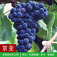 花賽特大巨峰藍寶石紅富士葡萄苗南北方種植耐寒庭院爬藤無(wú)籽葡萄樹(shù)苗 京亞葡萄 2年苗
