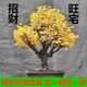 七抒銀杏樹苗盆景老樁矮霸庭院辦公室花卉素材盆栽植物室內(nèi)易活四季麥 金葉 3年苗2棵送肥送盆