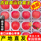 南步【順豐直達】山西臨汾吉縣壺口蘋(píng)果瀑布紅富士蘋(píng)果蜂蜜冰糖心水果 9斤 85mm(含)-90mm(不含)