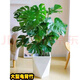 龜背竹盆栽水培大葉四季長青花卉綠植四季好養(yǎng)活清晰空氣臥室老樁 龜背竹60-70厘米3顆帶白菱形盆