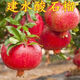 耐寒建水酸石榴樹(shù)苗當年結果地栽酸甜石榴苗果樹(shù)苗紅石榴大紅袍苗 建水酸石榴樹(shù)苗 5年苗【當年結果】1顆裝