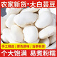 云南特產(chǎn)農家大白豆白云豆類(lèi)雜糧粗糧大白蕓豆2023今年新貨干貨 甄選農家白蕓豆+產(chǎn)地直發(fā) 今年新貨101g【人工精選白蕓豆】