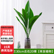 歐芽  水培一葉蘭室內盆栽大葉水養懶人綠植物客廳臥室 水培一葉蘭30cm左右20棵單發(fā)植物