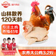 溫氏供港農(nóng)養(yǎng)大公雞凈重3.2斤 高品質(zhì) 冷凍土雞散養(yǎng)走地雞炒雞 整雞
