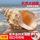 裕奢大蛙螺大海螺殼貝殼裝飾擺臺魚(yú)缸造景大石蛙號貝殼大海螺貝殼 11-13厘米