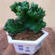 鹿凌青多肉植物玉麒麟盆栽花卉仙人掌麒麟掌室內(nèi)辦公桌擺趣味不含盆 玉麒麟小號(hào)【15-20cm高】