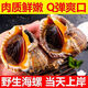 鮮活大海螺現(xiàn)挖現(xiàn)發(fā)野生大中小超肥新鮮海螺鮮活海鮮水產(chǎn)螺類貝類 海螺 500g 簡裝 1斤【每斤10-12只】 海螺