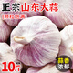 紫皮大蒜2025年山東干大蒜頭腌制農(nóng)家新鮮現(xiàn)挖曬干蒜生蒜蔬菜批發(fā) 5斤 大果