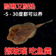 冷水清潔魚(yú)貴州爬巖鰍雙吸盤(pán)除藻清理殘渣吃青苔不加溫魚(yú)缸清潔工 3-4cm貴州爬巖鰍2條 擦玻璃