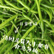 安徽辣椒之鄉現摘現發(fā)新鮮薄皮青椒線(xiàn)椒中辣辣椒批二荊條清園尾貨 新鮮農家種植線(xiàn)椒 5斤 中辣