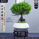 潮裕盆景小葉紫檀盆景老樁植物室內(nèi)造型綠植擺件造景庭院客廳玄關(guān)辦公好養(yǎng) 小葉紫檀盆景1 高端盆景/一物一拍