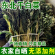 新貨東北特產(chǎn)干白菜干菜干貨脫水蔬菜農(nóng)家晾曬500g農(nóng)家自曬 1斤 干白菜