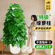 臨雅綠蘿柱盆栽客廳大型綠植室內除甲醛好養1.4-1.5m白波紋盆源頭直發(fā)