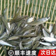 活體飼餌魚(yú)麥穗魚(yú)小魚(yú)苗喂龍魚(yú)羅漢鱷龜六角開(kāi)口飼料魚(yú)淡水魚(yú)雜魚(yú) 飼料魚(yú)2-4厘米100條+15%防損