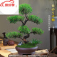金絲楠木盆栽赤楠老樁盆景造型小葉植物客廳室內(nèi)桌面好養(yǎng)常綠庭院 超大苗S赤楠(款二) 含盆