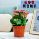 小冤家重瓣長(cháng)壽花陶瓷盆四季開(kāi)花帶花苞金狐貍懶人好養活耐旱好養活綠植 長(cháng)壽花（原盆原土）