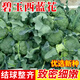 種菜記 西蘭花種子青花菜早熟雜交種先正達曼陀綠碧玉西蘭花綠菜花籽 碧玉西蘭花600粒