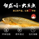 白龍嶼野化大黃魚(yú)生鮮高品質(zhì)商務(wù)宴請溫州東海生態(tài)黃花魚(yú)新鮮海鮮食材 1.11-1.3斤/條 單只品鑒