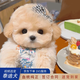 喵然心動純種泰迪幼犬血統(tǒng)家養(yǎng)寵物狗活體幼崽貴賓犬飛耳茶杯犬小型犬 寵物級 【香檳色泰迪】