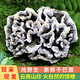 滇鄉(xiāng)寶云南新鮮干巴菌 本地小哨干巴菌菇野生菌菇干巴革菌馬牙菌送禮 新鮮優(yōu)級(jí)干巴菌 500g