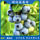 磊運特大果高產(chǎn)藍莓苗帶土發(fā)貨藍莓樹(shù)苗南方北方種植盆栽地栽當年結果 奧尼爾藍莓4年苗（當年結果）