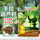 貝意品手捻小葫蘆籽種四季觀(guān)賞葫蘆種子陽(yáng)臺(tái)庭院爬藤文玩葫蘆盆栽植物