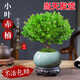 小葉赤楠老樁盆栽盆景迷你植物室內花卉辦公室桌面小綠植好養四季 小葉赤楠+舍得陶瓷盆+底托+苔蘚 含盆