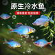 森淵好養(yǎng)觀賞鳑鲏淡水旁皮活體七彩觀賞魚原生群游小型除藻冷水魚高體 3-4厘米公母混搭10條包活8條