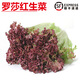曠古農業(yè)【順豐】新鮮羅莎紅 紅葉生菜 西餐沙拉菜紫生菜 紫葉生菜 500g