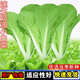 四季奶油小白菜農家庭院陽(yáng)臺露天綠色速生四季盆栽蔬菜種子 小白菜種子【5包 約5千?！? title=
