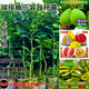 景樂(lè )果柚子樹(shù)苗嫁接新品種紅寶石青柚沙田柚紅心蜜柚暹羅紅柚常綠果樹(shù)苗 紅心蜜柚【死苗補發(fā)】 三年營(yíng)養杯苗