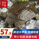簡(jiǎn)鮮【活鮮】鮮活大甲魚(yú)王八中華鱉水團(tuán)魚(yú) 宰殺海鮮水產(chǎn)年貨送禮盒裝 1.8-2.2斤/ 1只  （鮮活款）
