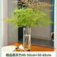 壹植南天竹水培植物室內水養花卉火焰盆景綠植客廳辦公室桌面好養盆栽 精搭-南天竹40-50cm+50-60cm+液