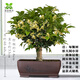 桂花樹苗盆栽四季開花植物濃香型庭院綠植陽臺(tái)地栽天香臺(tái)閣黃金桂 四季桂花10年老樁原生盆景矮霸型 不含盆