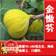 歐悟無(wú)花果樹(shù)苗高產(chǎn)水果苗特大無(wú)花果苗南北方陽(yáng)臺種植盆栽地栽果樹(shù)苗 金傲芬6年苗【當年結果】 60cm(含)-165cm(不含)