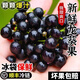 龍葵果東北黑天天黑悠悠黑呦呦黑星星端端水果生吃鮮果 順豐空運 250g