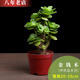 雅卉植物多肉植物新款含盆帶土老樁盆栽植物室內綠植小盆栽盆景 原盆[金錢(qián)木] 帶盆栽好