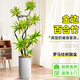 花財主金邊百合竹盆栽植物室內客廳落地綠植花卉盆景辦公室桌面好養綠植 金邊1.5-1.7米【羅馬柱】 百合竹