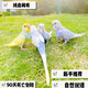視咖大頭虎皮鸚鵡活鳥(niǎo)會(huì )說(shuō)話(huà)的鸚鵡小鳥(niǎo)藍銀手養寵物幼鳥(niǎo)活體觀(guān)賞牡丹 【稀有】金彩仙女色【多色可選】