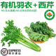 諸氏橙品【有機(jī)】羽衣甘藍(lán) 云南新鮮現(xiàn)摘 健康輕食沙拉食材 榨汁有機(jī)蔬菜 有機(jī)西芹1.5KG+有機(jī)羽衣0.5KG