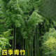 花友竹子苗庭院室外耐寒植物北方觀(guān)賞竹子盆栽紫竹苗黃金竹羅漢竹綠植 10棵四季青竹粗1cm
