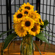 播種心情 日本進(jìn)口向日葵種子 文森特 花店鮮切花 觀(guān)賞陽(yáng)臺庭院盆栽矮桿 日本進(jìn)口切花向日葵-小黑熊10粒