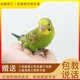 名加利 寵物鳥(niǎo)活體虎皮鸚鵡黃化玄鳳活體寵物牡丹鸚鵡手養鳥(niǎo)可訓練說(shuō)話(huà) 1只綠色虎皮