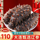 鮮拔頭籌 即食海參 大連刺參單個(gè)裝 深海遼刺參海參禮盒春節(jié)送禮鮮食海參 【特 價(jià)】7年5A海參500g13-20頭