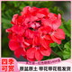 臨雅驅(qū)蚊天竺葵帶花苞陽臺盆栽天竺葵花苗四季花卉源頭直發(fā) 紅色140#